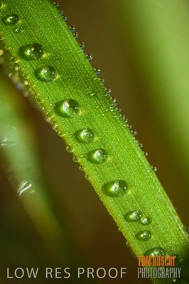 June 2007 / CROPS_CLOSE-UP_146