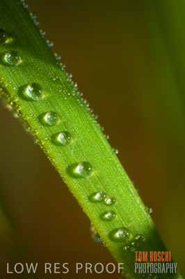 June 2007 / CROPS_CLOSE-UP_147