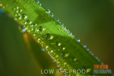 June 2007 / CROPS_CLOSE-UP_148