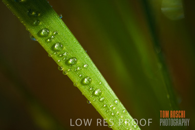 June 2007 / CROPS_CLOSE-UP_149