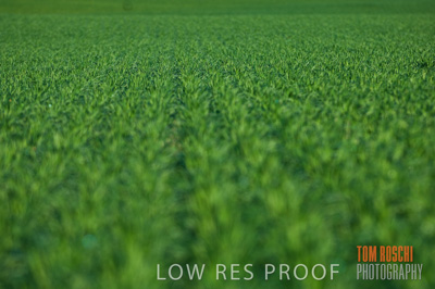 June 2007 / CROPS_CLOSE-UP_156