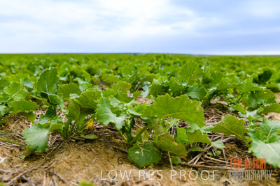 July 2018 / CROPS_CLOSE-UP_1585