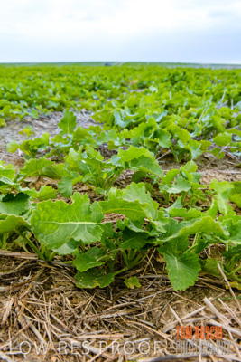 July 2018 / CROPS_CLOSE-UP_1587