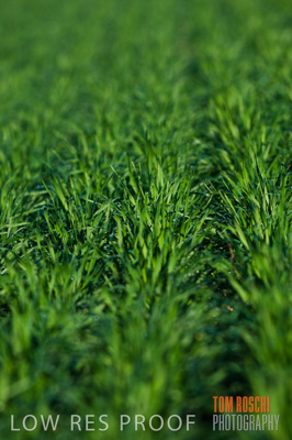 June 2007 / CROPS_CLOSE-UP_161