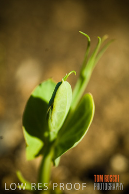 June 2007 / CROPS_CLOSE-UP_173