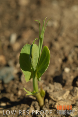 June 2007 / CROPS_CLOSE-UP_174