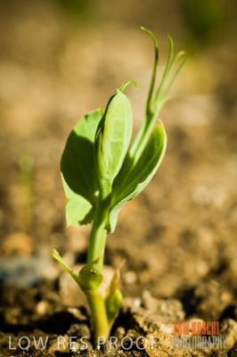 June 2007 / CROPS_CLOSE-UP_175