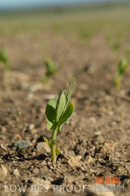 June 2007 / CROPS_CLOSE-UP_176