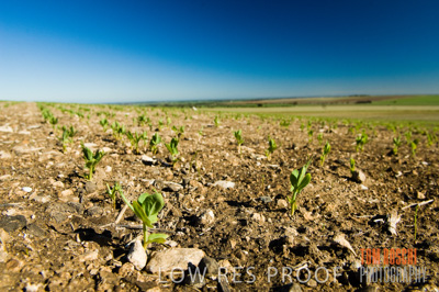 June 2007 / CROPS_CLOSE-UP_177