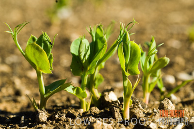 June 2007 / CROPS_CLOSE-UP_178