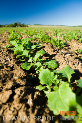 June 2007 / CROPS_CLOSE-UP_179