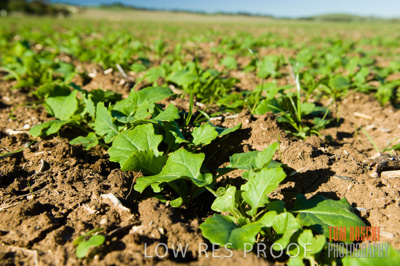 June 2007 / CROPS_CLOSE-UP_180