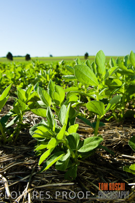 June 2007 / CROPS_CLOSE-UP_181