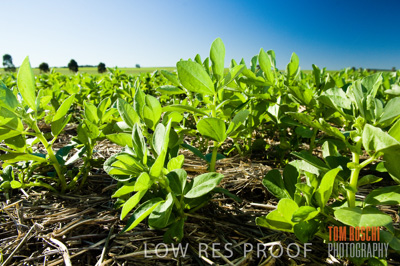 June 2007 / CROPS_CLOSE-UP_182
