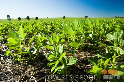 June 2007 / CROPS_CLOSE-UP_183