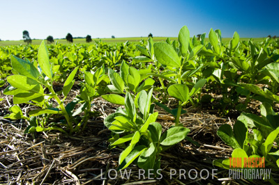 June 2007 / CROPS_CLOSE-UP_184