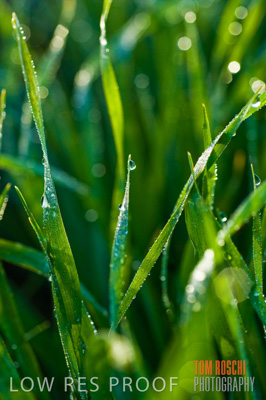August 2007 / CROPS_CLOSE-UP_200
