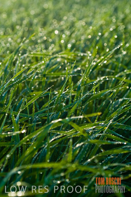 August 2007 / CROPS_CLOSE-UP_201