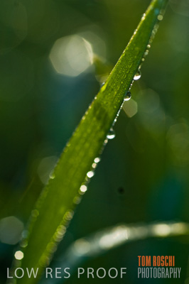 August 2007 / CROPS_CLOSE-UP_202