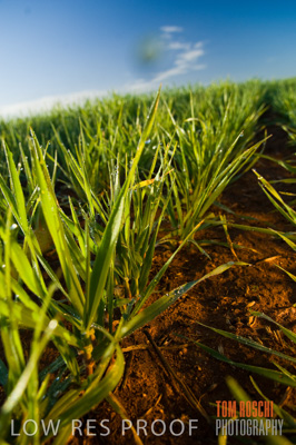 August 2007 / CROPS_CLOSE-UP_205