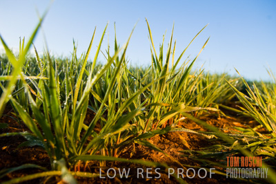 August 2007 / CROPS_CLOSE-UP_206