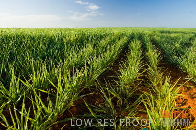 August 2007 / CROPS_CLOSE-UP_208