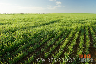 August 2007 / CROPS_CLOSE-UP_209
