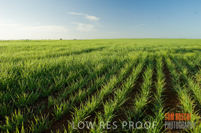 August 2007 / CROPS_CLOSE-UP_210