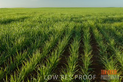 August 2007 / CROPS_CLOSE-UP_211