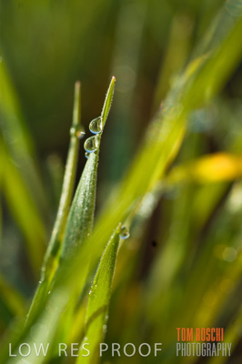 August 2007 / CROPS_CLOSE-UP_212