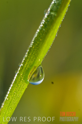 August 2007 / CROPS_CLOSE-UP_213