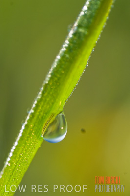 August 2007 / CROPS_CLOSE-UP_214
