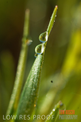 August 2007 / CROPS_CLOSE-UP_216