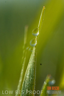 August 2007 / CROPS_CLOSE-UP_217