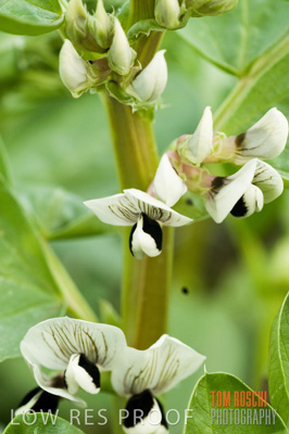 August 2007 / CROPS_CLOSE-UP_259