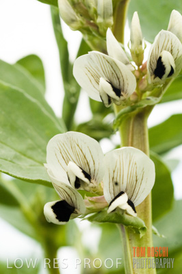 August 2007 / CROPS_CLOSE-UP_261