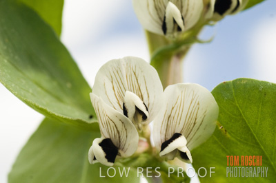 August 2007 / CROPS_CLOSE-UP_262