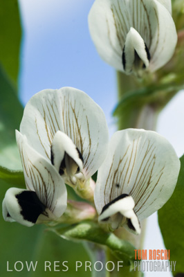 August 2007 / CROPS_CLOSE-UP_263