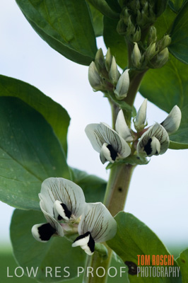 August 2007 / CROPS_CLOSE-UP_264