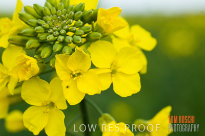 August 2007 / CROPS_CLOSE-UP_265