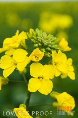 August 2007 / CROPS_CLOSE-UP_266