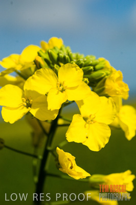 August 2007 / CROPS_CLOSE-UP_268