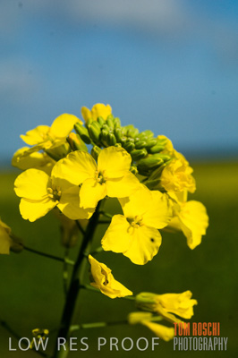 August 2007 / CROPS_CLOSE-UP_269