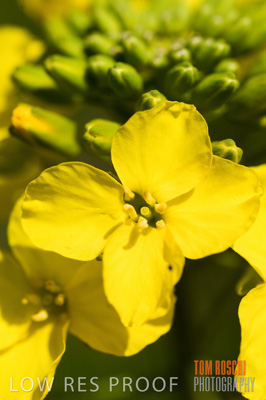 August 2007 / CROPS_CLOSE-UP_270
