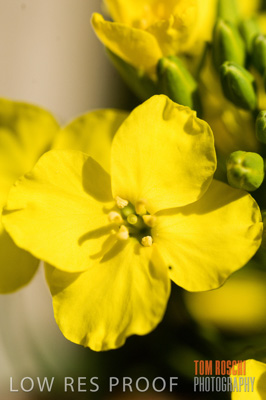 August 2007 / CROPS_CLOSE-UP_271