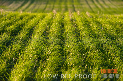 July 2009 / CROPS_CLOSE-UP_313