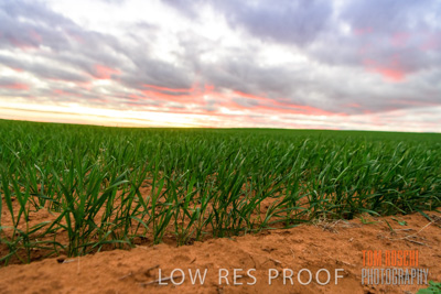 June 2020 / CROPS_CLOSE-UP_3131