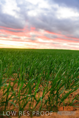 June 2020 / CROPS_CLOSE-UP_3132