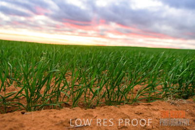 June 2020 / CROPS_CLOSE-UP_3133