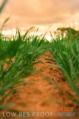 June 2020 / CROPS_CLOSE-UP_3135